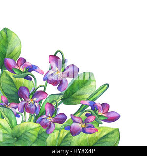 Bunte Frühlingsblumen duftende Veilchen (English Sweet Violets, Viola odorata). Handgezeichnetes Aquarell auf weißem Hintergrund. Stockfoto