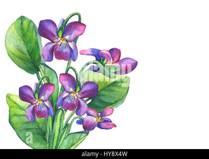 Bouquet von duftenden Veilchen Wildblume (Englisch Süße Veilchen, Viola odorata). Handgezeichnetes Aquarell auf weißem Hintergrund. Stockfoto