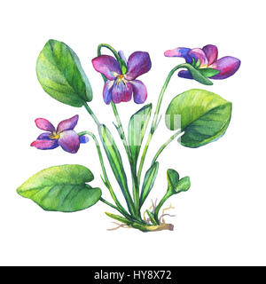 Illustration von duftenden Veilchen Wildblume (Englisch Sweet Violets, Viola odorata). Handgezeichnetes Aquarell auf weißem Hintergrund. Stockfoto