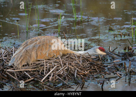 Sandhill Kran (Grus Canadensis) sitzen auf Nest, Frühling, E USA Stockfoto