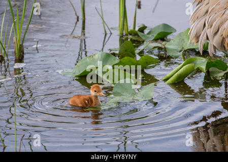 Sandhill Kran Küken auf Nahrungssuche (Grus Canadensis), Östliches Nordamerika Stockfoto