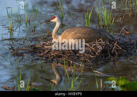 Sandhill Kran (Grus Canadensis) sitzen auf Nest, Frühling, E USA Stockfoto