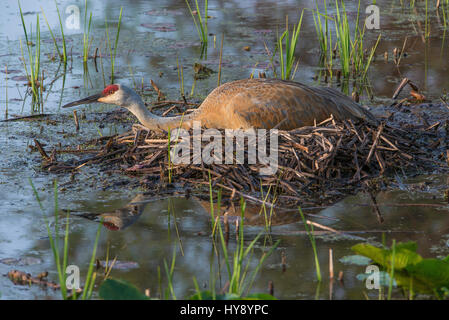 Sandhill Kran (Grus Canadensis) sitzen auf Nest, Frühling, E USA Stockfoto