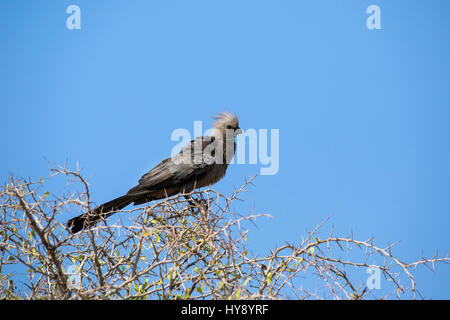 Grau - Weg - Vogel, Corythaixoides concolor, Etosha Nationalpark, Afrika, von Monika Hrdinova/Dembinsky Foto Assoc Stockfoto