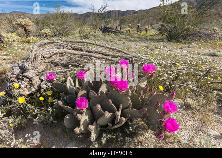 Beavertail Kaktus, Opuntia Basilaris, Anza Borrego SP - California Stockfoto