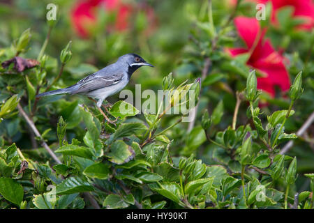 Ruppell Grasmücke (Sylvia Ruepelli), männliche in einem Busch am Vorgewende Paphos, Zypern. Stockfoto