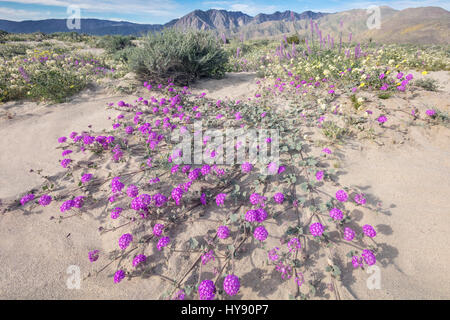 Wüste Eisenkraut, Anza Borrego, CA Stockfoto