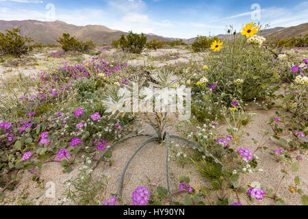 Lilie der Wüste & Wüste Sand Eisenkraut, Anza-Borrego SP, CA Stockfoto