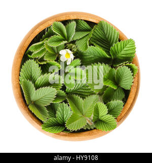 Europäischen Walderdbeere verlässt in Holzschale mit einzelne weiße Blume. Fragaria Vesca. Frische grüne essbare Blätter, für Tees und Salate verwendet. Stockfoto