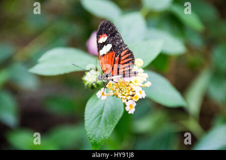 Gemeinsamen Postbote Schmetterling auf Blume Stockfoto