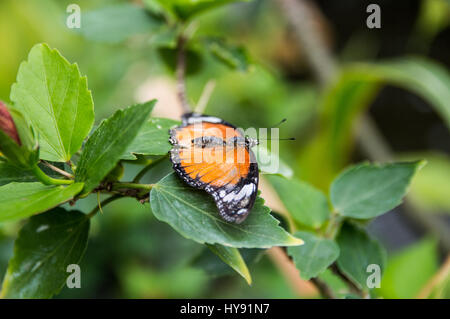 Roten Florfliege Schmetterling auf Anlage Stockfoto
