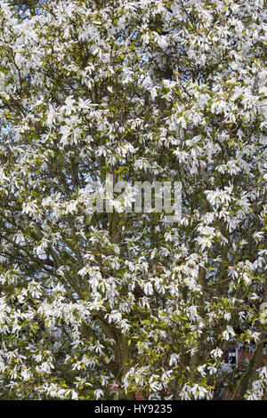 Magnolia Salicifolia Wada Speicher. Stockfoto