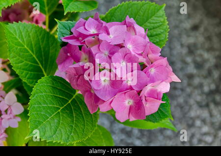 Mehreren Rosa Hortensie Pflanze oder Hortensia Blume mit Blättern im Garten, Sofia, Bulgarien Stockfoto