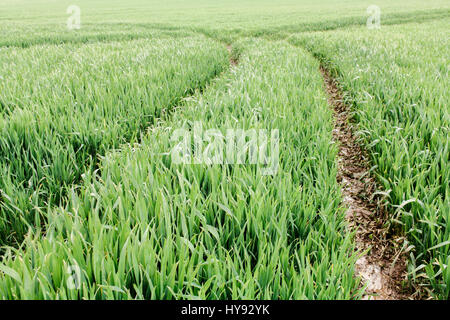 Abstrakte Sicht der Spuren in einem Feld von Kulturpflanzen. Stockfoto