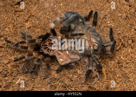 Mexican Redknee Tarantula vergießen Haut, Brachypelma smithi Stockfoto