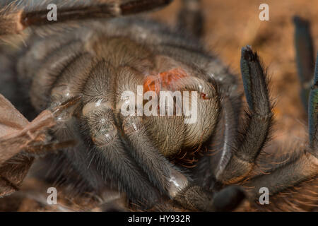 Mexican Redknee Tarantula vergießen Haut, Brachypelma smithi Stockfoto