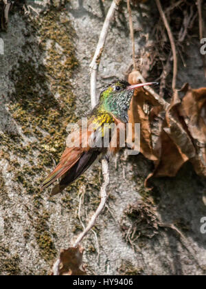 Kolibris sind Vögel aus Amerika, die die Familie Trochilidae darstellen. Sie gehören zu den kleinsten der Vögel, die meisten Arten messen 7,5 – 13 c Stockfoto