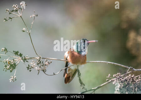 Kolibris sind Vögel aus Amerika, die die Familie Trochilidae darstellen. Sie gehören zu den kleinsten der Vögel, die meisten Arten messen 7,5 – 13 c Stockfoto