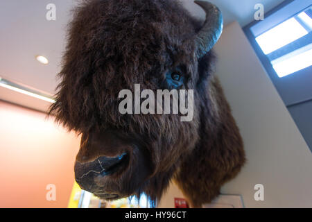 Muskox im Yellowknife Government Office in Northwest Territories NWT montiert an Mauer, Präparate kulturell Stockfoto