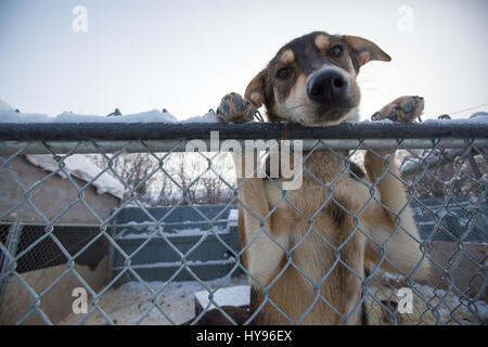 Niedlicher, kurzhaariger Hund, der direkt in die Kamera blickt und sich an einem kalten Wintertag über einen Maschendrahtzaun mit beiden Pfoten auflehnt Stockfoto