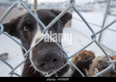 Niedlicher schwarz-weißer Schlittenhund mit blauen Augen und Schneeflocken im Gesicht, der durch einen Maschendrahtzaun in die Kamera blickt und seine Nase durchsticht Stockfoto