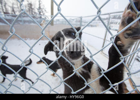 Niedlicher schwarz-weißer Schlittenhund mit blauen Augen im Fokus, der durch einen Maschendrahtzaun in die Kamera blickt, mit einer Gruppe verschwommener Schlittenhunde, die im Schnee spielen Stockfoto