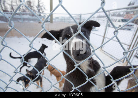 Niedlicher schwarz-weißer Schlittenhund mit blauen Augen im Fokus, der durch einen Maschendrahtzaun in die Kamera blickt, mit einer Gruppe verschwommener Schlittenhunde, die im Schnee spielen Stockfoto