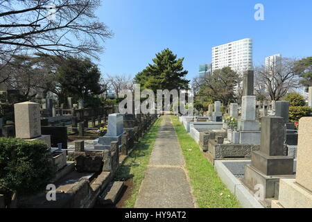 Aoyama Friedhof, Tokyo, Japan enthält viele historische Gräber und ist auch ein beliebter Ort während der Kirschblüte Stockfoto