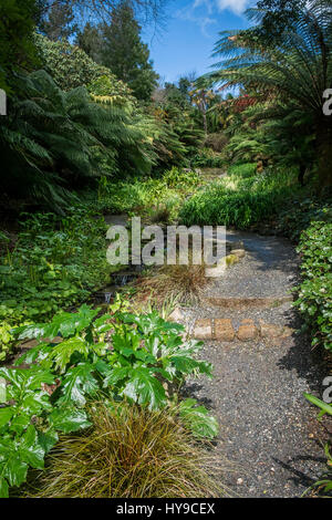 Trebah Garten Gärten subtropische Wasserstrahl Weg Weg Tourismus-Attraktion ziemlich malerischen Pflanzen bunte bunte Cornwall Cornwall Stockfoto