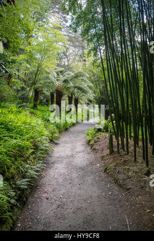 Trebah Garden subtropische Weg Weg Tourismus Touristenattraktion Besucherattraktion Cornish Palmen Bambus Cornwall Stockfoto