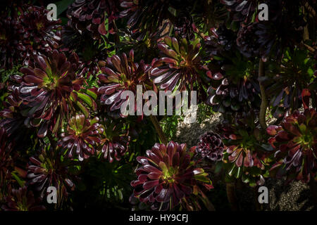Aeonium Crassulaceae Baum Hauswurz Pflanze Gartenbau Gartenbau Trebah Garden subtropische Cornwall Stockfoto