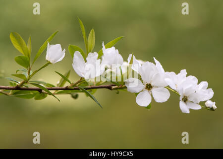 Exochorda X macrantha 'The Bride' Blumen. Schöne weiße Frühjahr blühen auf chinesischen Strauch bekannt als Perle Busch, in der Familie der Rosengewächse Stockfoto