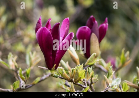 Schwarze Lilie Magnolie (Magnolia Liliiflora 'Nigra') Blüten. Magentafarbene Blüten der Zierstrauch in der Familie Magnoliaceae, Blüte im Vereinigten Königreich Stockfoto