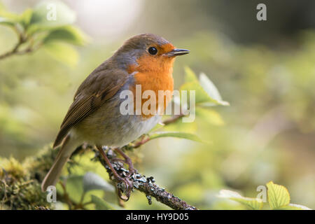 Robin (Erithacus Rubecula) singen auf Ast. Vogel in Familie Turdidae, mit Schnabel zu öffnen, im Profil Abendlied in einer Parklandschaft in UK Stockfoto