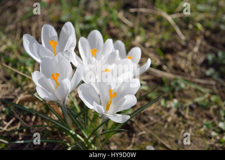 Weiße Krokusse im Stadtgarten Stockfoto