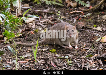 Braune Ratte (Rattus Norvegicus) Blick in die Kamera. Gemeinsame Nahrungssuche unter Pflanzen im Botanischen Garten, mit beeindruckenden Schnurrhaare Nagetier Stockfoto