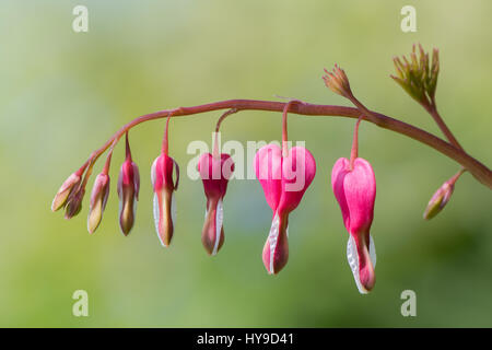 Herz (Lamprocapnos Spectabilis) Blumen Blutungen. Blütenstand von rosa und weißen Blüten der Pflanze in der Mohn-Familie (Papaveraceae) Stockfoto