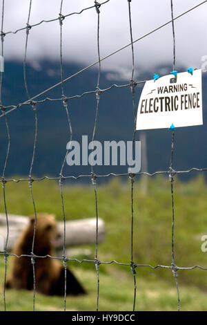 Ein Bär ist mit einem elektrischen Zaun in Alaska im Käfig. Stockfoto