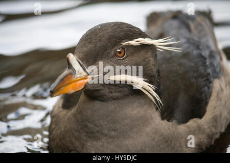 Nahaufnahme des Gesichts von einem Nashorn Auklet Vogel schwimmt auf dem Wasser. Stockfoto