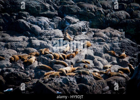 Eine große Gruppe von Seelöwen, die Sonnen auf den Felsen der Küste Alaskas. Stockfoto