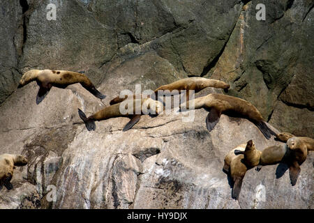 Eine große Gruppe von Seelöwen, die Sonnen auf den Felsen der Küste Alaskas. Stockfoto