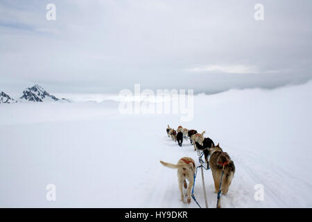 Blick aus dem Schlitten gezogen von Hunden über den Schnee in Alaska. Stockfoto