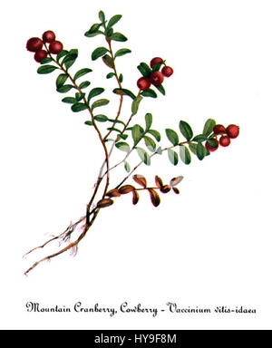 Vaccinium Vitis Idaea, von Mary Vaux Walcott Stockfoto