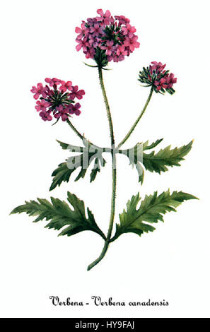 Verbena Canadensis, von Mary Vaux Walcott Stockfoto