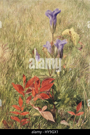 „Fringed Gentians“ von John Henry Hill ist ein botanisches Gemälde, das die zarte Schönheit von Enzianblüten zeigt. Das Kunstwerk ist bekannt für seine akribische Liebe zum Detail und die lebendige Farbgebung und fängt die Blumen in einer naturalistischen Umgebung ein. Es spiegelt das Geschick des Künstlers in der botanischen Illustration und seine Affinität zur Erfassung der Lebendigkeit der Natur wider. Stockfoto