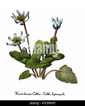 Caltha leptosepala 2 von Mary Vaux Walcott ist eine botanische Illustration der Sumpfblume, einer einheimischen nordamerikanischen Pflanze. Das detailreiche Werk fängt die Besonderheiten der Pflanze ein und konzentriert sich auf die leuchtend gelben Blüten und den Blattstiel. Stockfoto