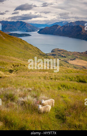 Landschaftsansicht Lake Wanaka, Berge und Schafe, Südinsel von Neuseeland Stockfoto