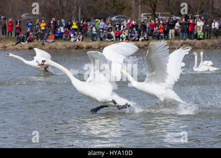 Stratford, Kanada. 2. April 2017. Schwäne fliegen über den Avon River während der 2017 Schwan-Parade in Stratford, Ontario, Canada, 2. April 2017. Die jährliche traditionelle Parade fand am Sonntag zur Feier der Ankunft des Frühlings in diesem Jahr. Bildnachweis: Zou Zheng/Xinhua/Alamy Live-Nachrichten Stockfoto