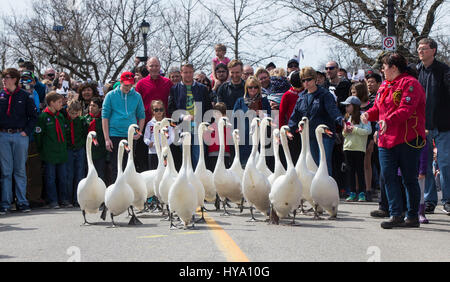 Stratford, Kanada. 2. April 2017. Eine Schar von Schwänen machen ihren Weg in Richtung der Avon River während der 2017 Schwan Parade in Stratford, Ontario, Canada, 2. April 2017. Die jährliche traditionelle Parade fand am Sonntag zur Feier der Ankunft des Frühlings in diesem Jahr. Bildnachweis: Zou Zheng/Xinhua/Alamy Live-Nachrichten Stockfoto