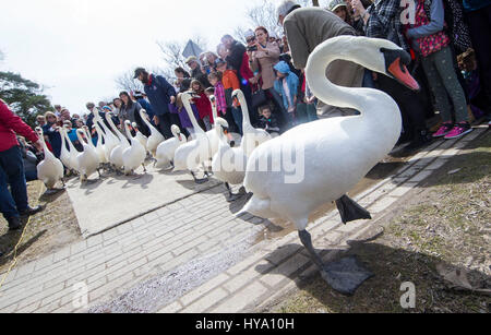 Stratford, Kanada. 2. April 2017. Eine Schar von Schwänen machen ihren Weg in Richtung der Avon River während der 2017 Schwan Parade in Stratford, Ontario, Canada, 2. April 2017. Die jährliche traditionelle Parade fand am Sonntag zur Feier der Ankunft des Frühlings in diesem Jahr. Bildnachweis: Zou Zheng/Xinhua/Alamy Live-Nachrichten Stockfoto